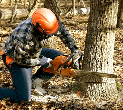 Tree Removal in Hillsboro, OH